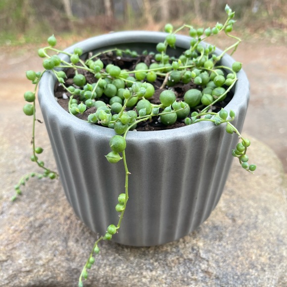 Meet your Posher, Rachel - Picture 2 of 7